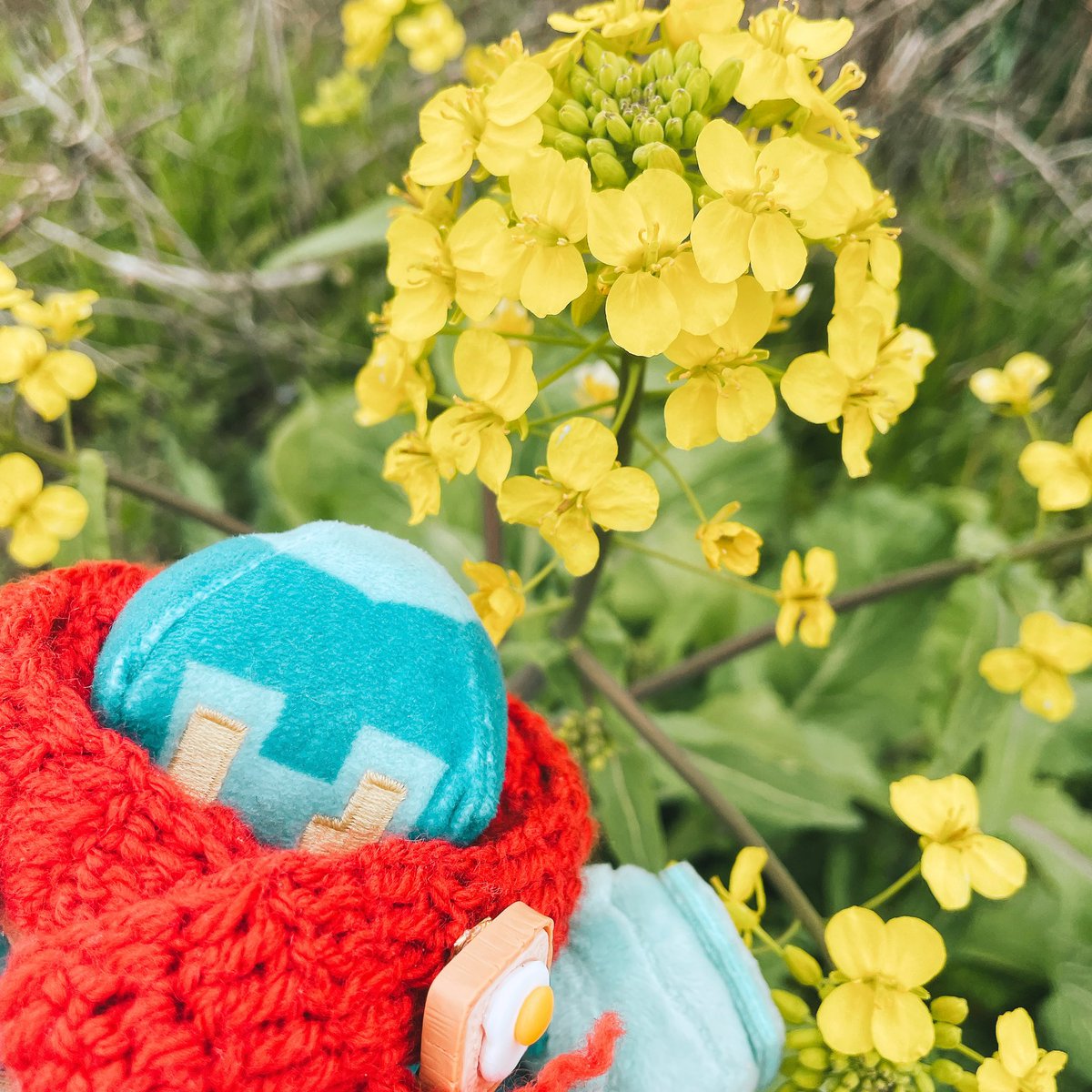 #見た人はお花と写ったぬい写真をアップする