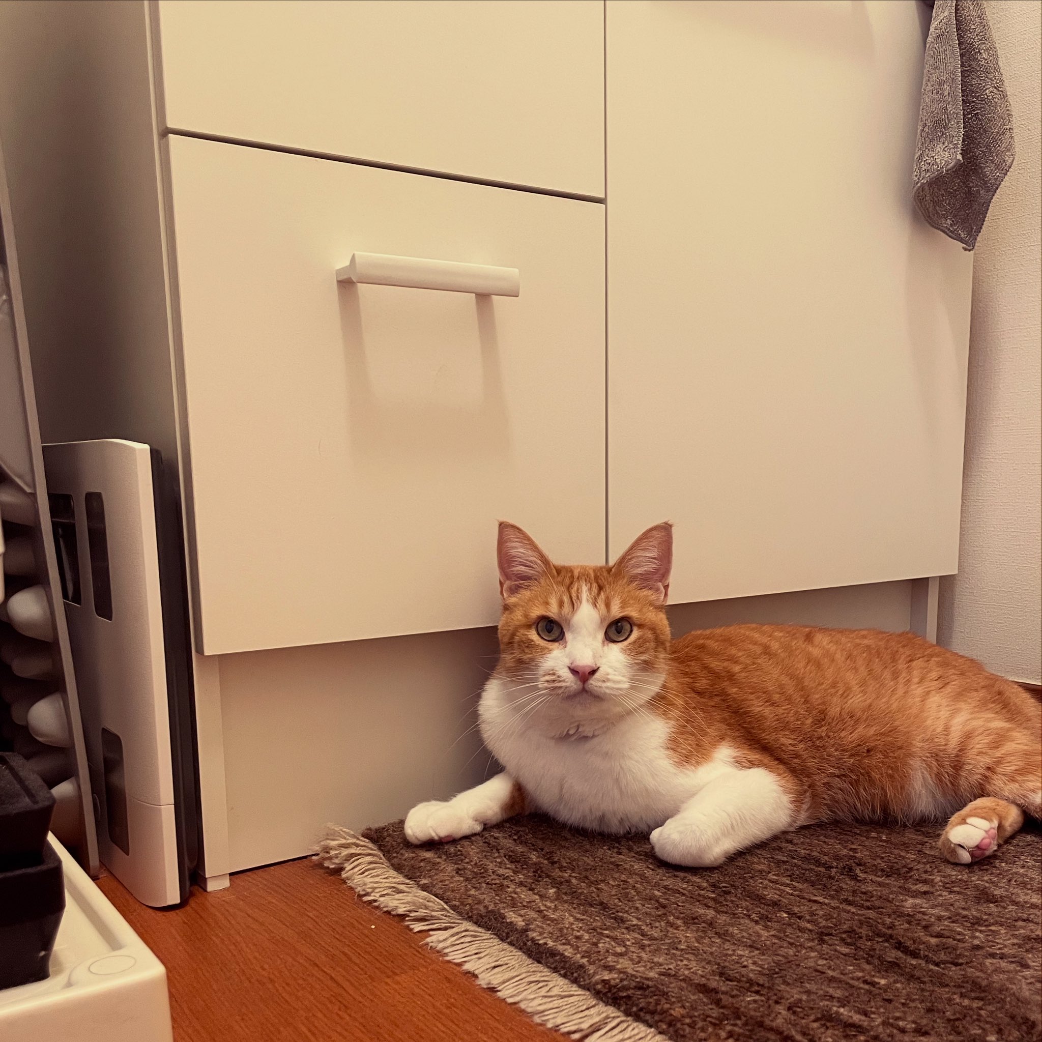 猫 愛の箱を覗く ※額装済み まるさんに完敗。I am completely defeated by Maru. | 私信