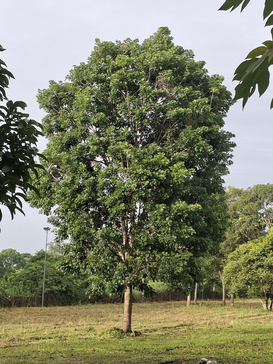 #SilvopastoreoElReto Se nos vienen años de trabajo duro, pero sabemos que de la Mano de Dios, seremos el epicentro de un Gran Desarrollo Ganadero con Silvopastoreo, Carbono neutral, Inócuos, con uso de Forestales Nativos, y certificados, vamos por el camino correcto y lo veremos