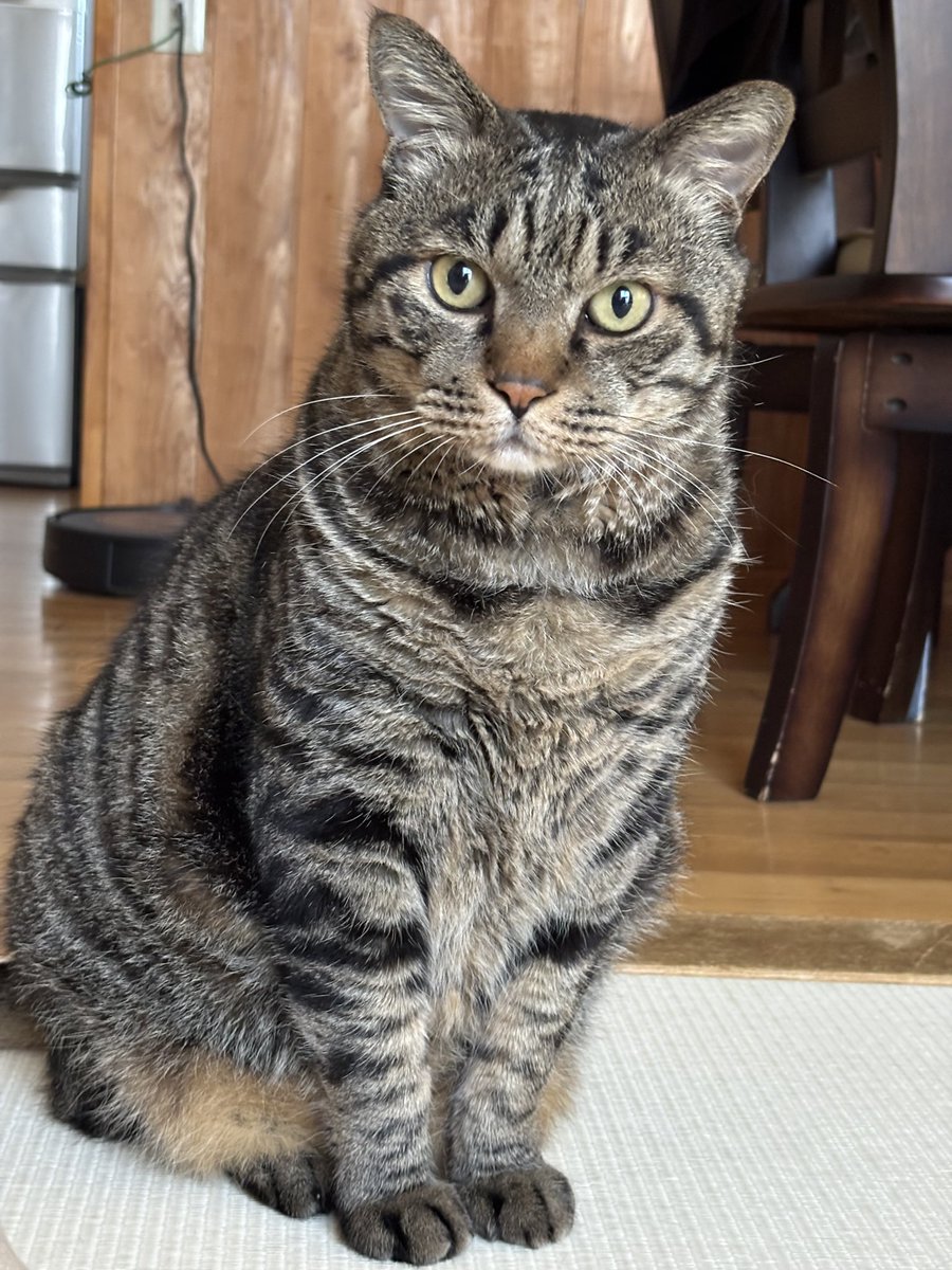 TH82624015's tweet image. 腹時計が正確なこと(￣▽￣)