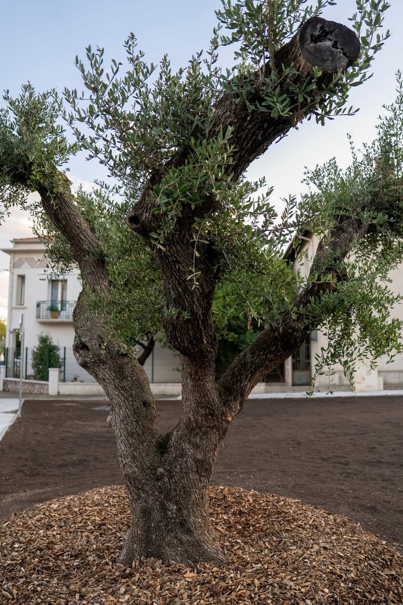 France🇫🇷 Israël🇮🇱 34 tweet media