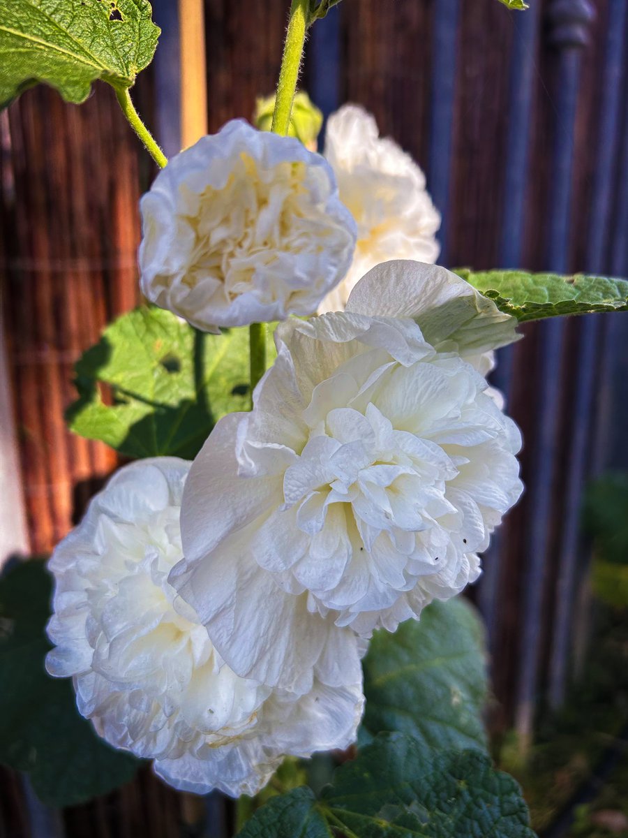 #flowersonfriday  Hollyhock