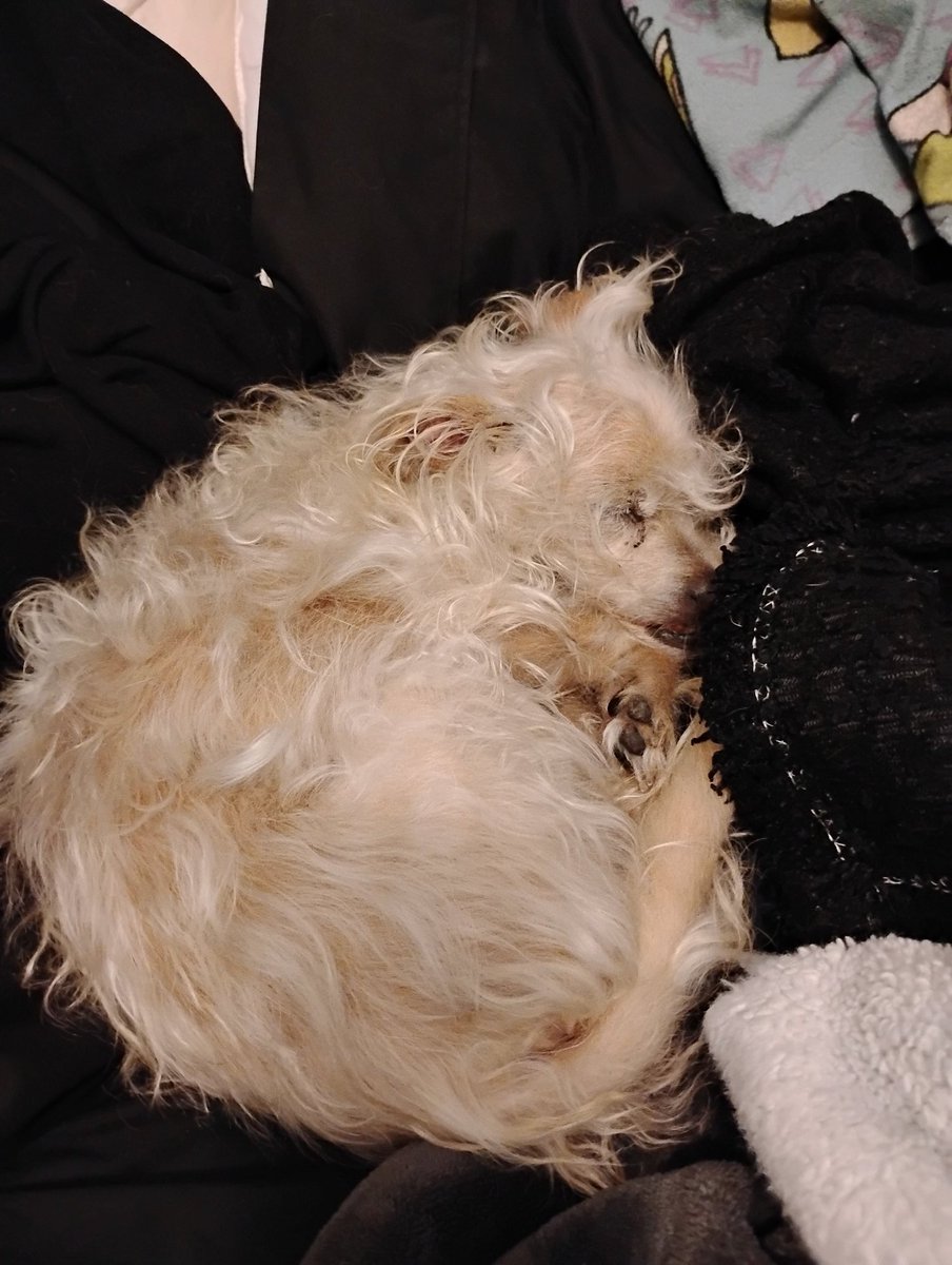 Sweet scrappy sleeping so soundly