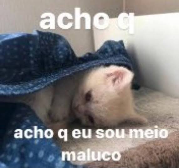 perfil dedicado a gatinhos e peitos (@odeiootaco) on Twitter photo 