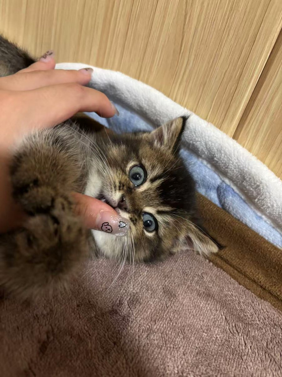 Kvevu_Melissa tweet media