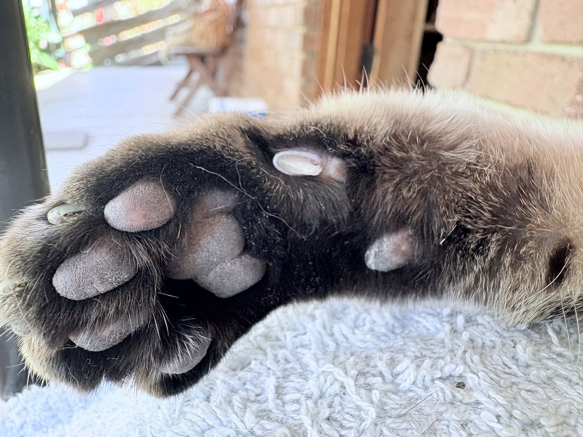 Sassy 🧡and 🌈 This Puss 🌈 tweet media