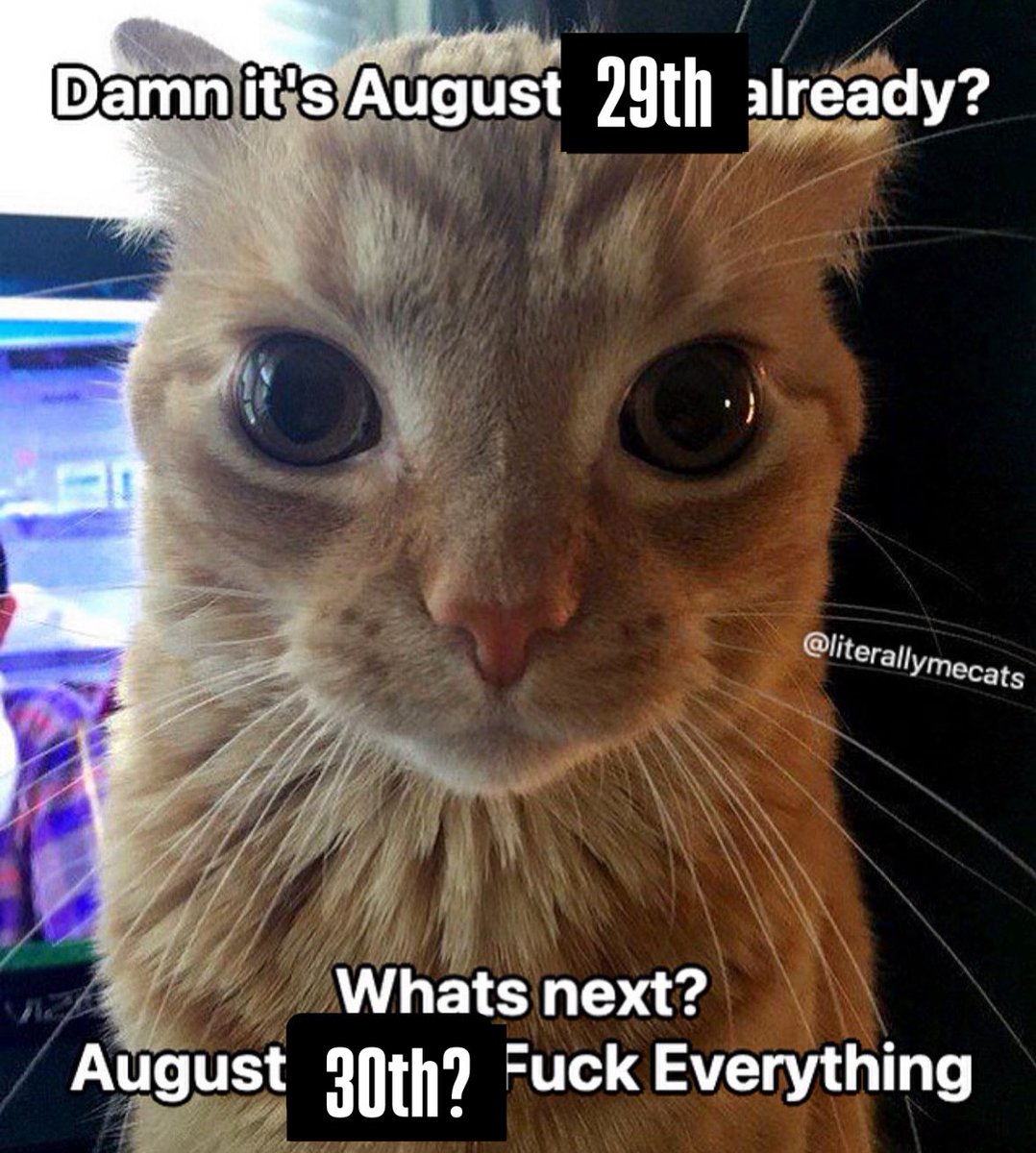 LiterallyMeCats (@literallymecats) on Twitter photo 