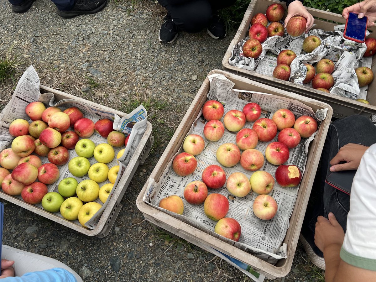 今日は早生の目揃え会。
いよいよ収穫が始まりますね！
我が家はさんさ→つがる→紅いわての順で収穫予定です🍎

#りんご　#盛岡