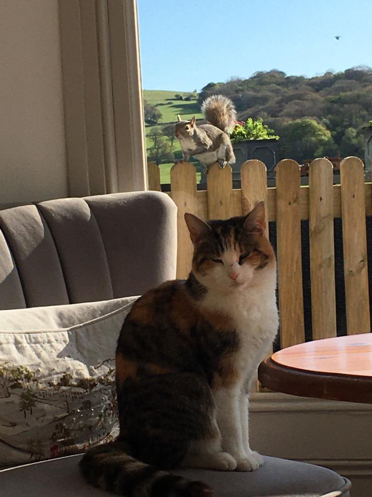 I am heartbroken to announce that Violet Hissypants was found dead at the side of the road yesterday. She was a madam and lived life very much on her terms, but was gorgeous and totally adored. I like to think of her mouse gift on Tuesday as her ‘last hurrah.’ God Speed Violet 😿