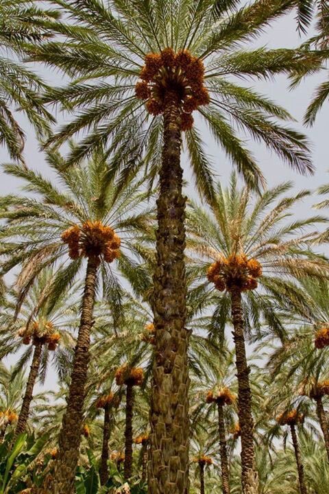 مزرعة 🌴🩵❤️‍🔥
« النجم الرامح و حَرمه »
<a href="/Igeeehb/">ّ</a>