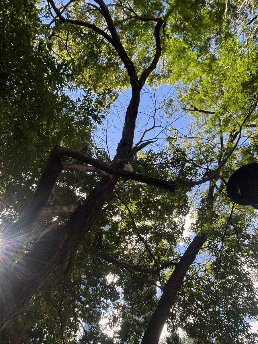 WillowMouseDoll's tweet photo. Silly photo of a Kookaburra in the middle at the brisbane botanic gardens in the CBD

Genuinely really vibing with the weather of late 

Not sure I could live in Sydney or Melbourne 😓 https://t.co/dlStjMSZGr