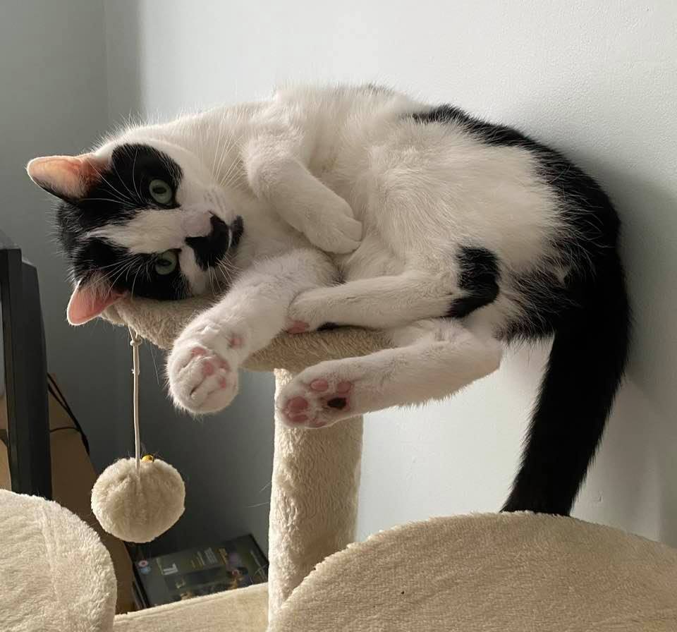 Touch my #Paw go on, I dare ya 🤣😹#CatsOfTwitter