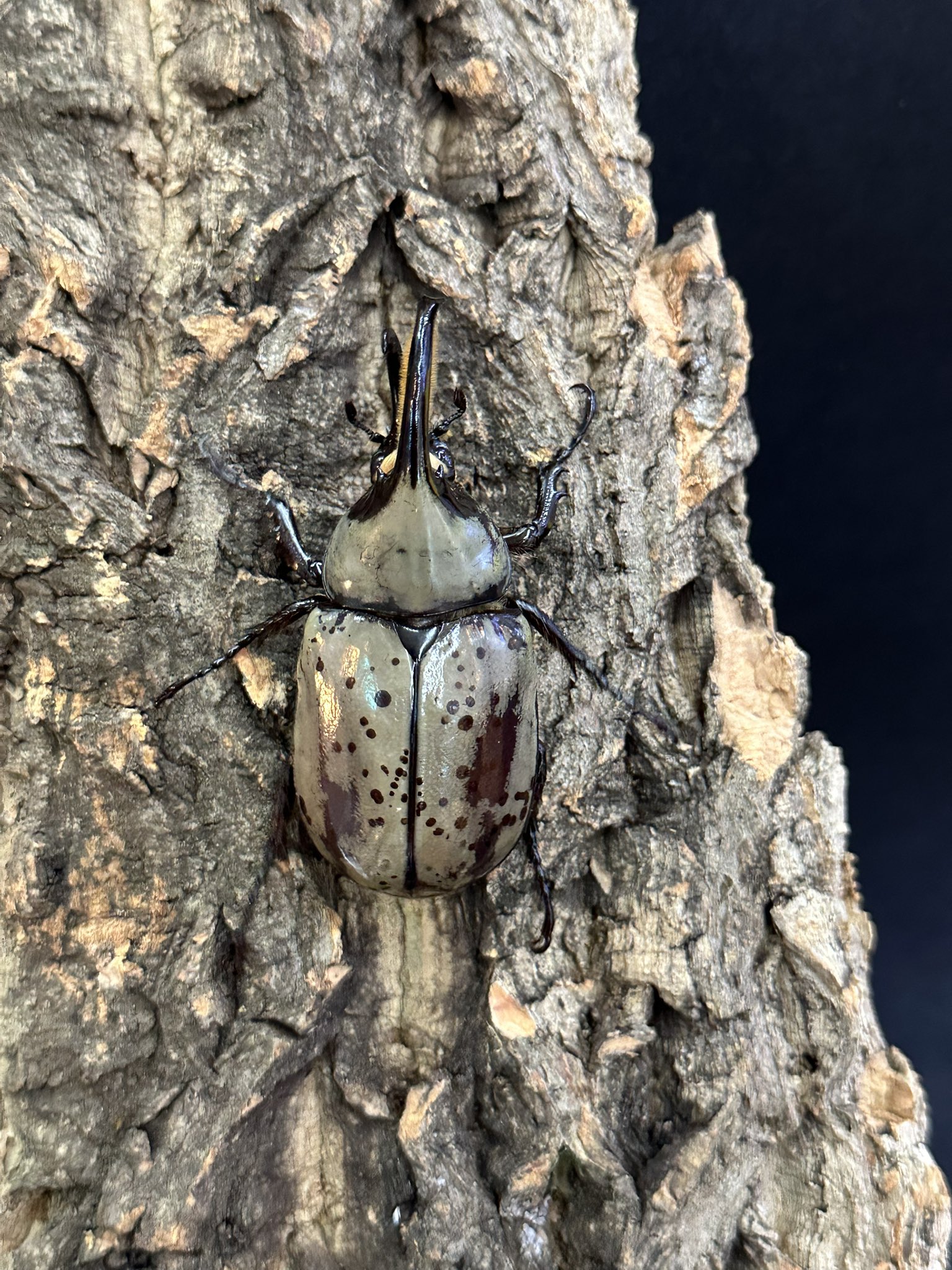昆虫大系 insect #鍬形蟲 #クワガタ#昆虫#stagbeetle #MesotopusRegius