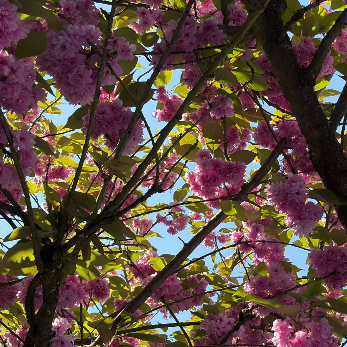 nasafrasa tweet media