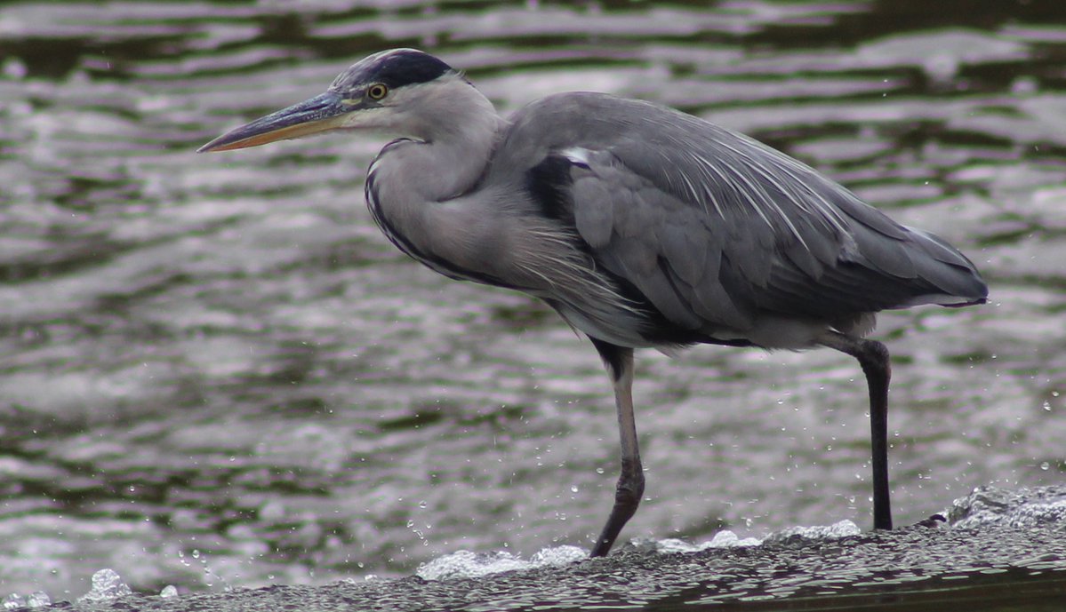 Borders Dexy (@dexysrun) on Twitter photo Grey Heron on the hunt!
<a href="/Natures_Voice/">RSPB</a> <a href="/birdingplaces/">Birdingplaces</a> <a href="/RSPBScotland/">RSPB Scotland</a>
#BirdsOfTwitter #BirdsSeenIn2025 #NatureBeauty #birdwatching <a href="/Britnatureguide/">The British Nature Guide</a>
#TwitterNatureCommunity #BirdsUp
<a href="/RSPBbirders/">RSPB Birders</a> <a href="/wildbirdtrust/">The Wild Bird Trust</a> <a href="/NatureScot/">NatureScot</a> #Heron Grey Heron on the hunt!
<a href="/Natures_Voice/">RSPB</a> <a href="/birdingplaces/">Birdingplaces</a> <a href="/RSPBScotland/">RSPB Scotland</a>
#BirdsOfTwitter #BirdsSeenIn2025 #NatureBeauty #birdwatching <a href="/Britnatureguide/">The British Nature Guide</a>
#TwitterNatureCommunity #BirdsUp
<a href="/RSPBbirders/">RSPB Birders</a> <a href="/wildbirdtrust/">The Wild Bird Trust</a> <a href="/NatureScot/">NatureScot</a> #Heron