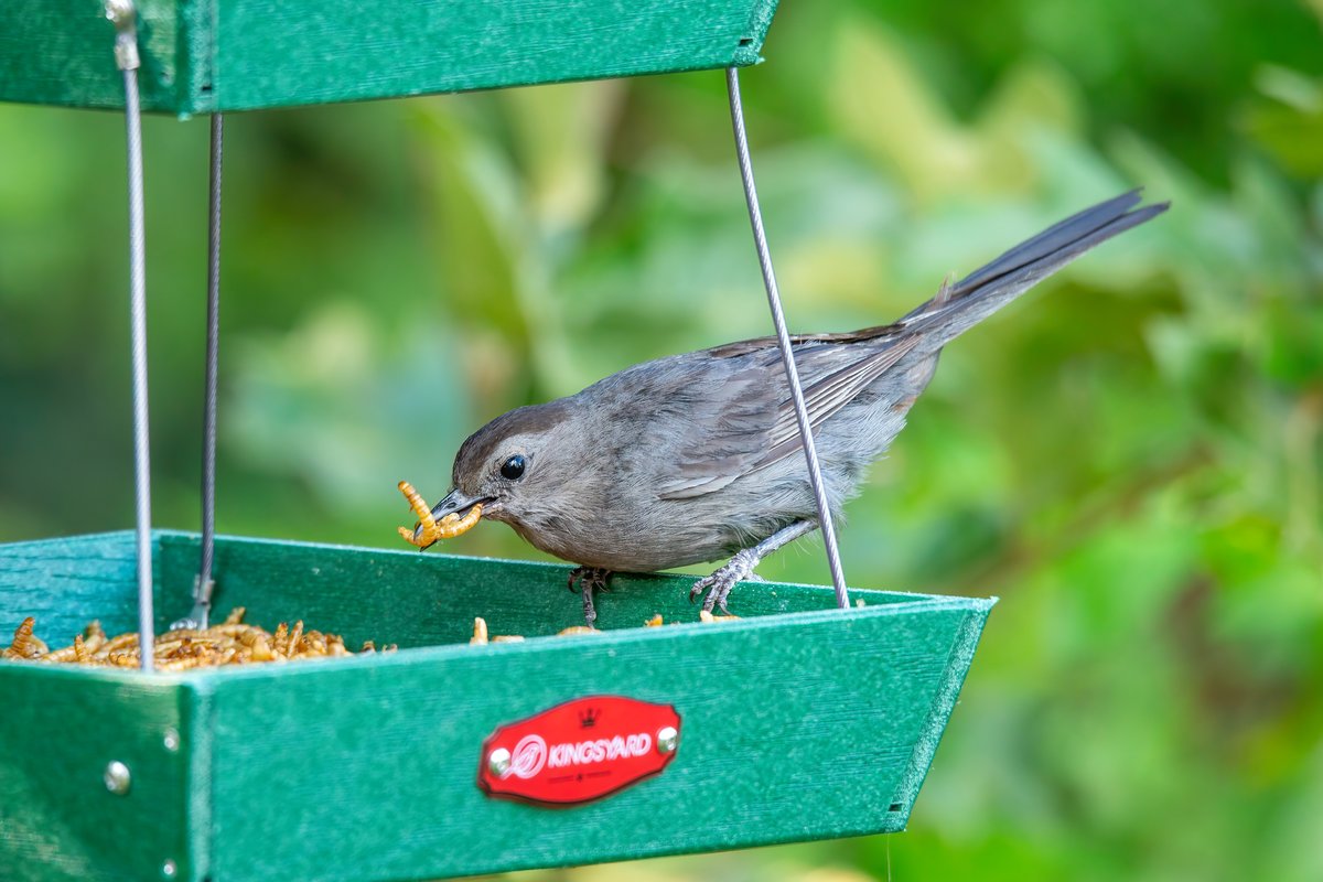 ghholt's tweet photo. A Gray Catbird enjoying some mealworms in the late afternoon light.
#graycatbird
#TwitterNatureCommunity https://t.co/jKhrnVfrAp