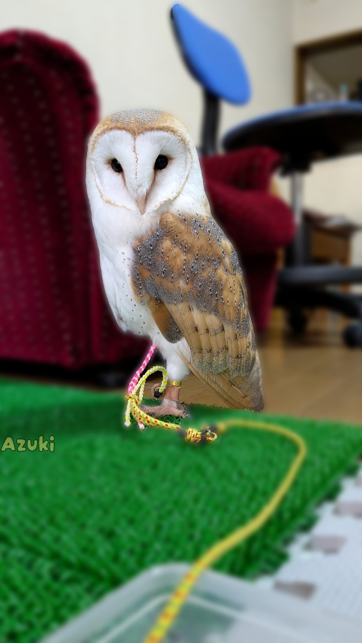 フクロウページ ザ・フクロウ: 飼い方&世界のフクロウカタログ (ペット・ガイド