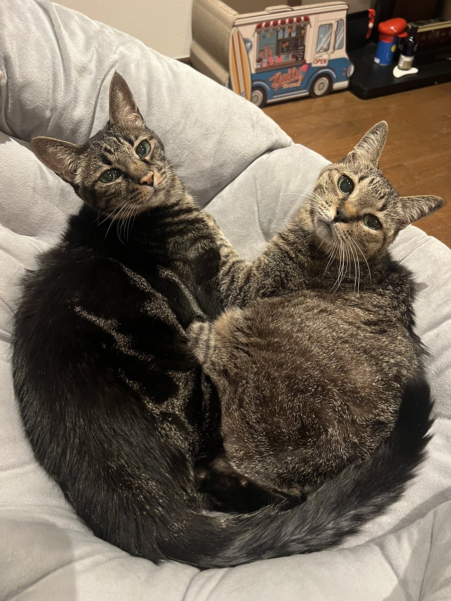 可愛すぎるうちのハイシニアたちみて欲しい◎

#ハイシニア　#親バカの極み