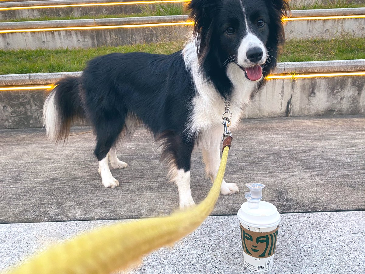 タコピーの原罪のチャッピーがサニーと同じ犬種っていうのもあって毎回