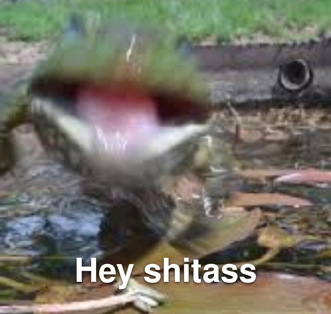 No Context Frogs (@nocontextfrogs) on Twitter photo 