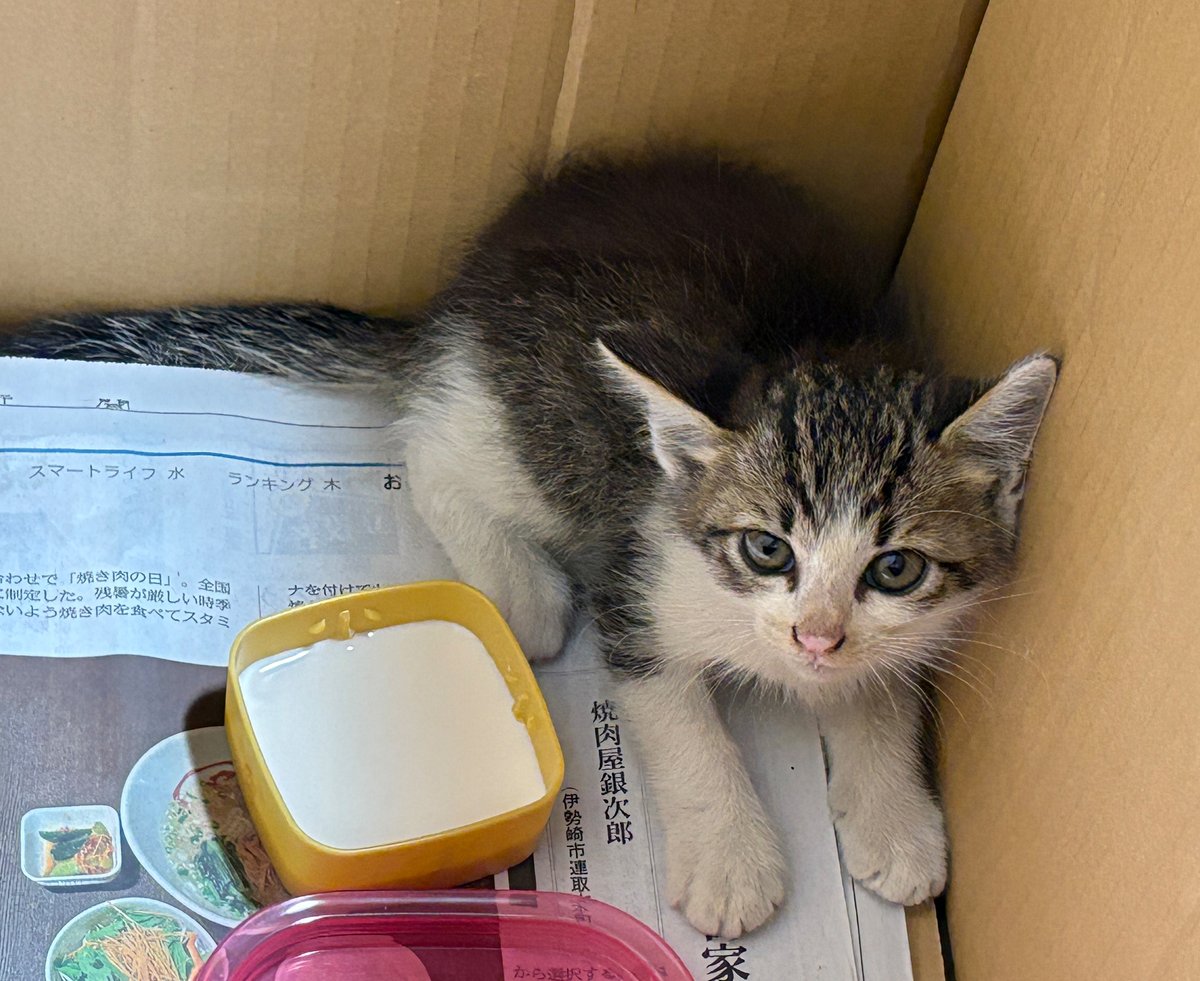 tomizen0515's tweet photo. ＜ 捨て猫の里親募集 ＞
会社の倉庫で猫を保護しました。
まだ人間に慣れていなくて、手を出すとシャーとかしますが、とても可愛い子です。

詳しくは下記まで問い合わせてください。
トミゼン土地住宅株式会社
☎ 0270-32-0515
#ねこ　＃里親募集　＃捨て猫 https://t.co/KiazmJDFd3