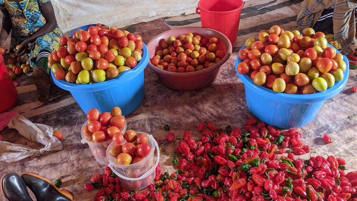 FarmGateRw's tweet photo. Rwanda’s tomatoes are more than fresh produce 🍅💧 — they are sauces, pastes, and global flavors. FARMGATE Rwanda believes every farmer deserves a fair return from seed to shelf
#FARMGATERwanda #TomatoesFromRwanda #FairPrice #AgroProcessing #FarmersDeserveBetter #FairMarkets https://t.co/CEdSITk7Tz