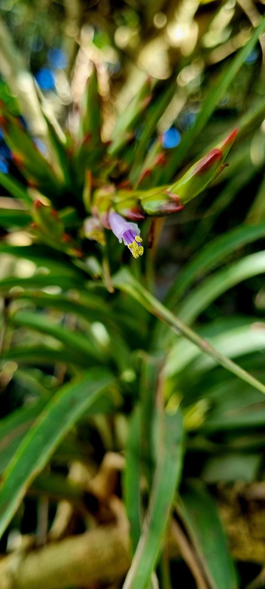 #Tillandsia polystachia, #bromelia bellísima, rara y escasa en el #Ecuador, amenazada principalmente por la destrucción de su hábitat.
Perfecta para coleccionistas en #Quito y #Tumbaco.

#plantasnativas #airplants #landscaping #decoración