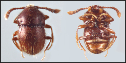 🚨🚨🚨Latest news on Neotropical Staphylinidae from Colombia! A new species of Colombia 🪲🪲🪲
mapress.com/zt/article/vie…