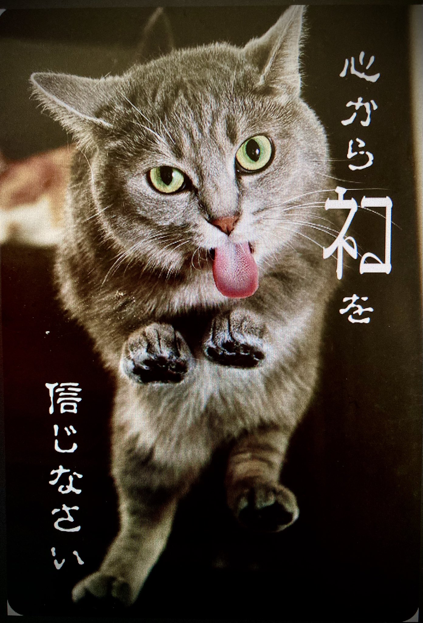 ︎山本 正義 (Masayoshi Yamamoto)立ち猫®︎ (@nekoiroiro) / X