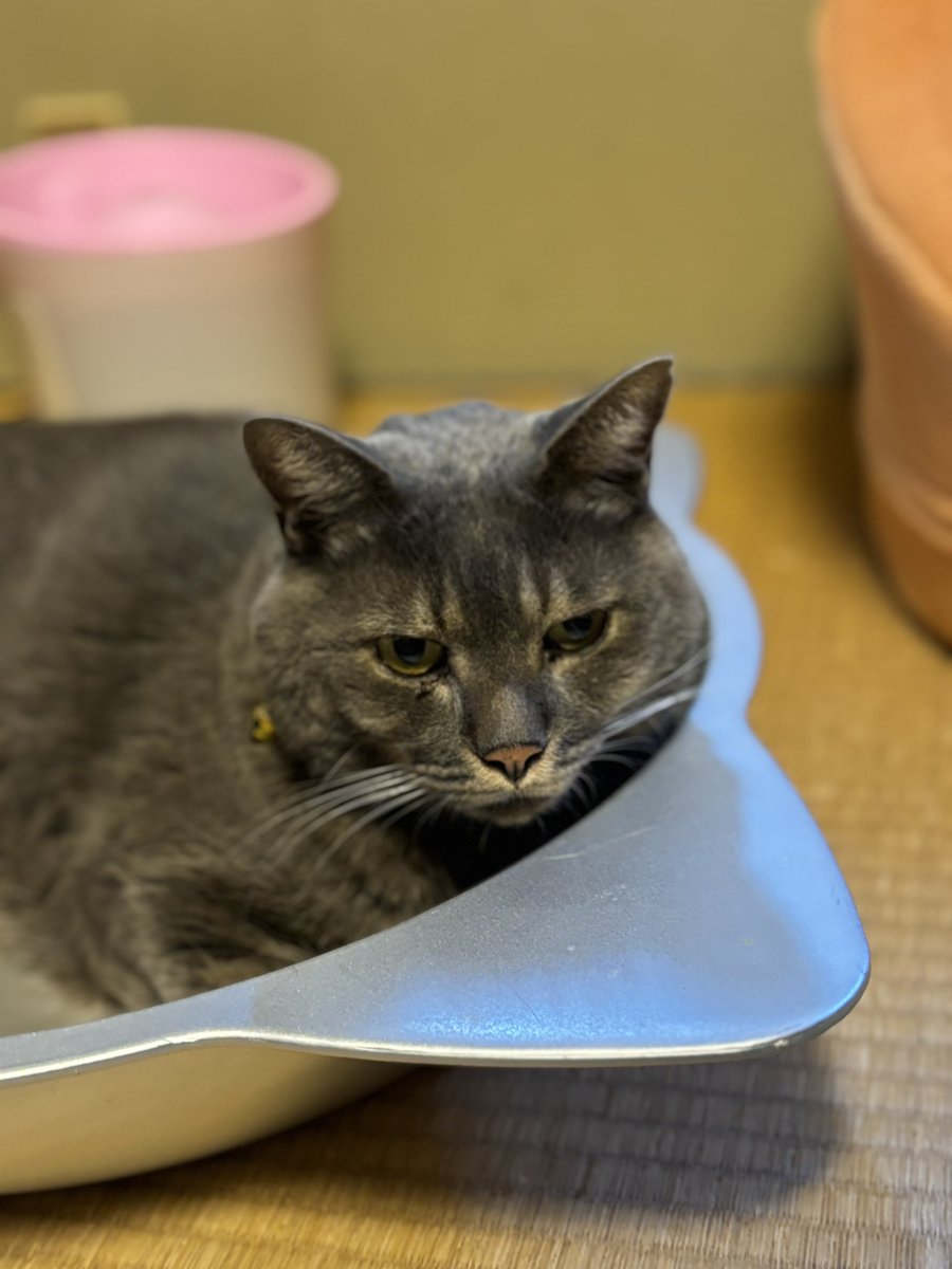 mariko05211216's tweet image. 体調悪いネコズもんじょりくん🐱病院に来て今処置中👨‍⚕中に入れないから辛い😭食べてないから体重落ちてるし毛並みも悪い💦早く元気になって食いしん坊のもんじょりくんになってほしい #ネコズ #左胸部 #ネコエイズ #体重減少 #食欲不振