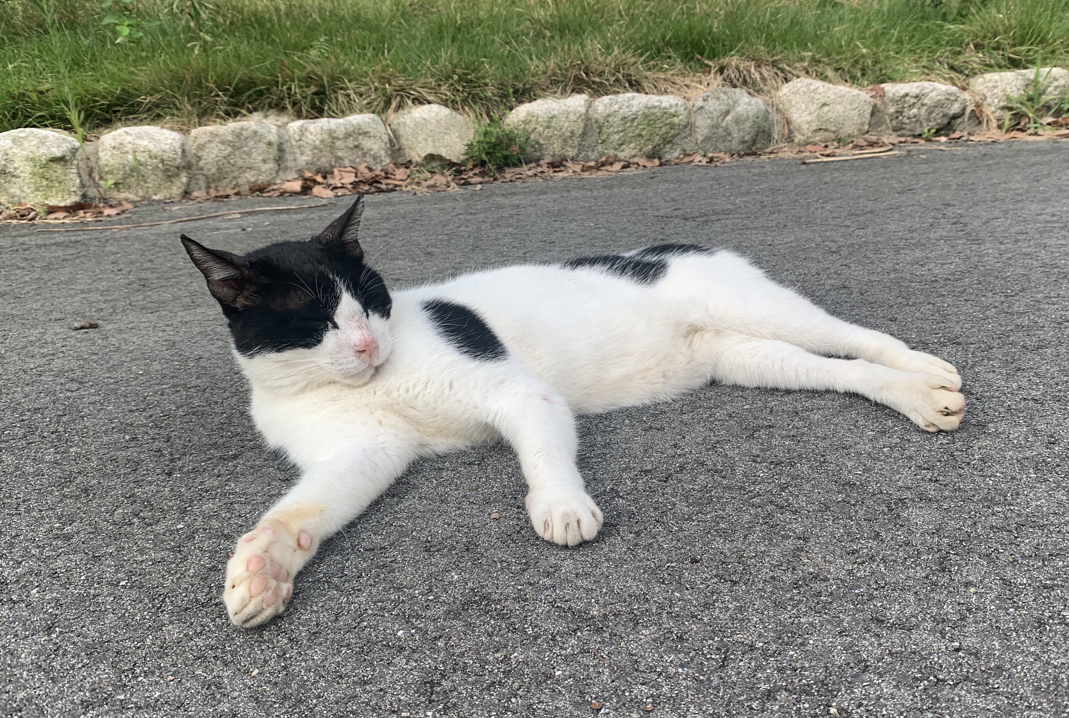 野良猫 61oDfBmZ-8L.jpg