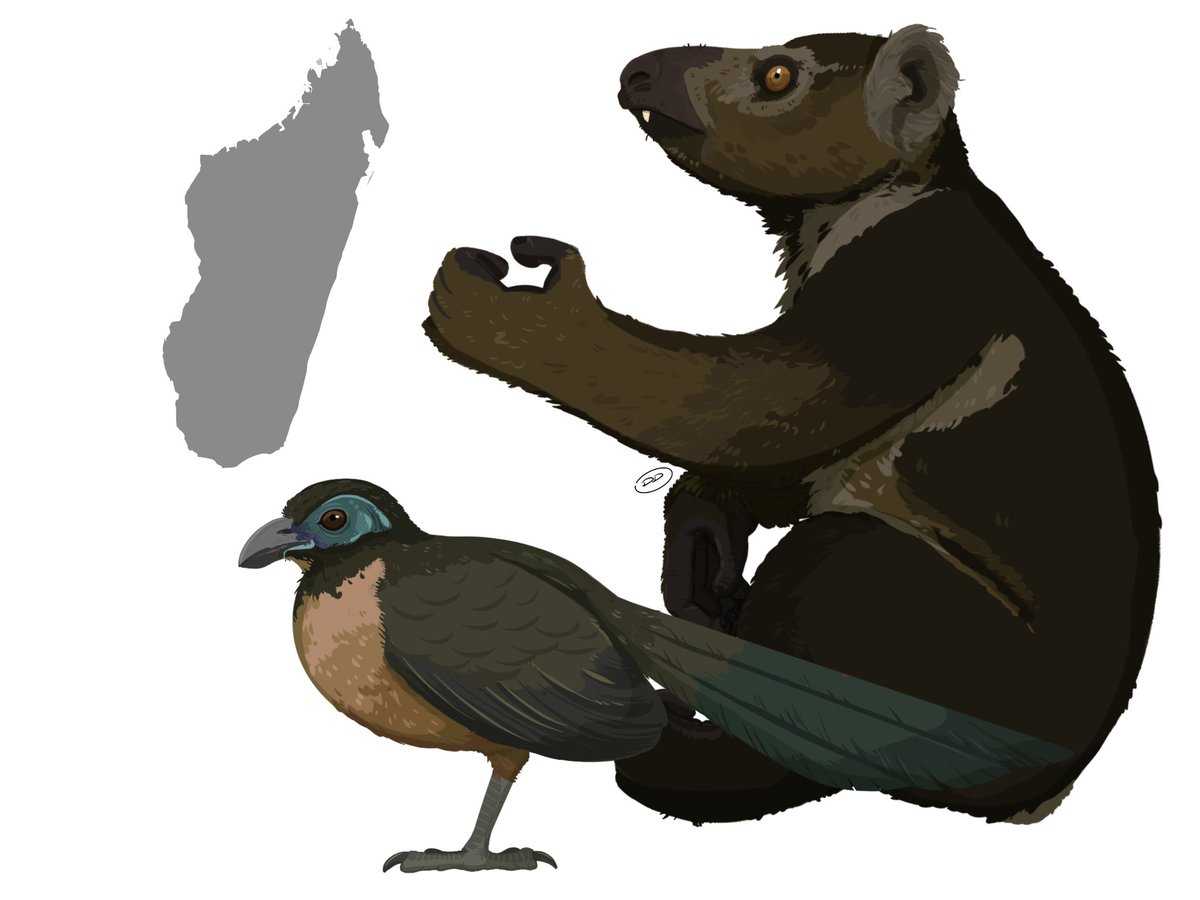 astrapionte's tweet image. I have just ONE more sneak peek for y’all. I’m sure u can guess what’s coming, but can u guess WHO will be coming? 👀

Coua berthae, possibly the largest Coua species &amp;amp; Megaladapis grandidieri, the second largest “Koala” Lemur species.
…
#paleoart #pleistocene #madagascar