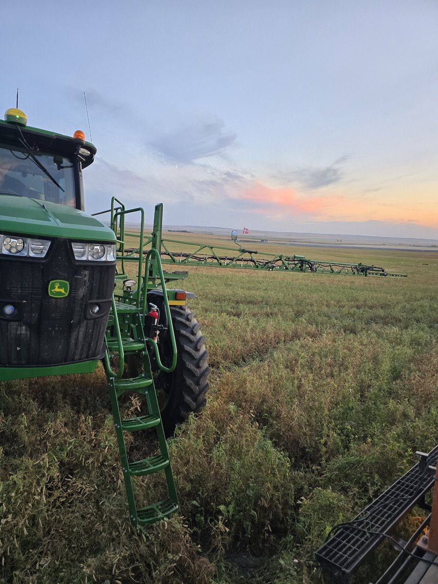 Last quarter of peas with Reglone tonight. CDC Huskie from #Secan
Can't wait to see what they'll do!
Should be ready Monday or Tuesday in this weather