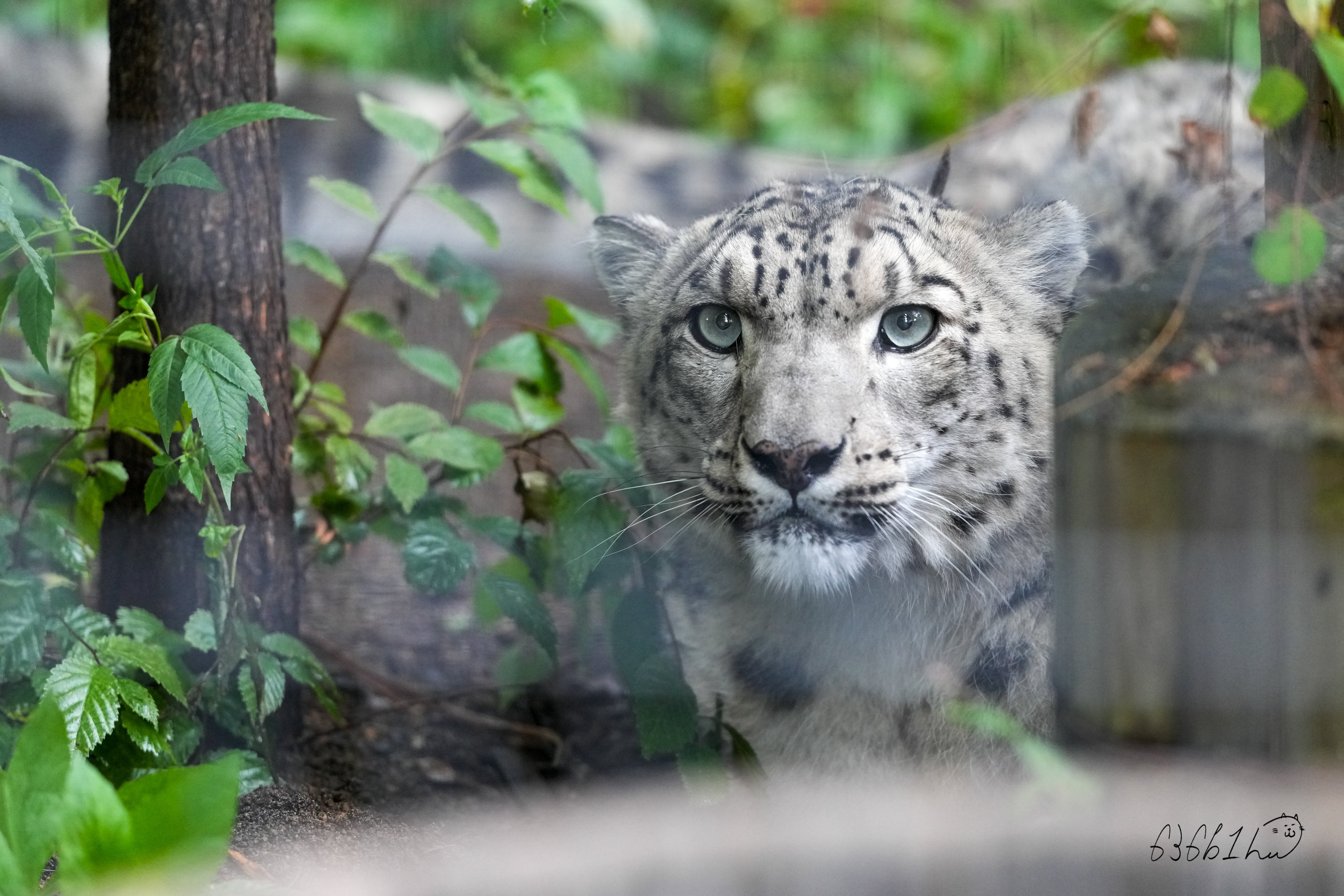 一切胸隔病癲癇病治之御秘符 イッサイキョウカクビョウテンカンビョウナオスノゴヒフ 一切胸隔病癲癇病治之御秘符 イッサイキョウカクビョウテンカン