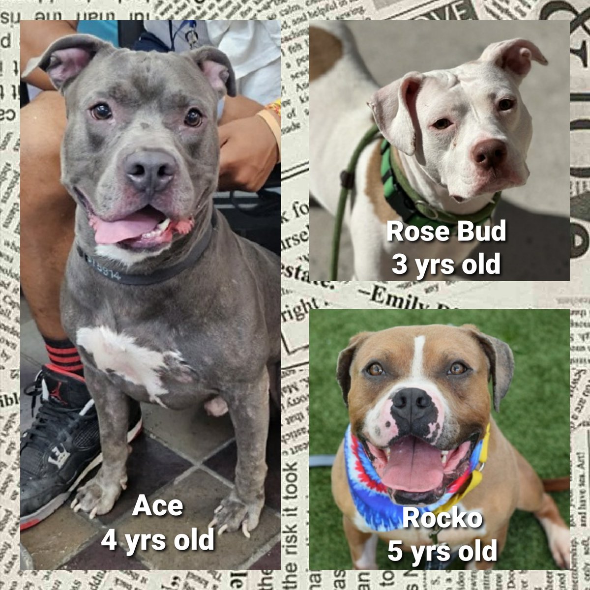 Char Bolen (@charbolen) on Twitter photo KILL COMMANDS NYCACC ⚠️🆘⚠️
IN DANGER RIGHT NOW ⚠️🆘🆘
#RescueOnly ⚠️🆘
#Foster ⚠️🆘 if you can Foster DM <a href="/CathyPolicky/">Cathy Policky</a>
You can Foster living in the North Eastern states!!
#Pledge4Rescue ⚠️🆘
Please Share to help save them ⚠️
Fosters Save Lives ⚠️🆘⚠️🆘⚠️🆘⚠️🆘⚠️🆘⚠️🆘 KILL COMMANDS NYCACC ⚠️🆘⚠️
IN DANGER RIGHT NOW ⚠️🆘🆘
#RescueOnly ⚠️🆘
#Foster ⚠️🆘 if you can Foster DM <a href="/CathyPolicky/">Cathy Policky</a>
You can Foster living in the North Eastern states!!
#Pledge4Rescue ⚠️🆘
Please Share to help save them ⚠️
Fosters Save Lives ⚠️🆘⚠️🆘⚠️🆘⚠️🆘⚠️🆘⚠️🆘