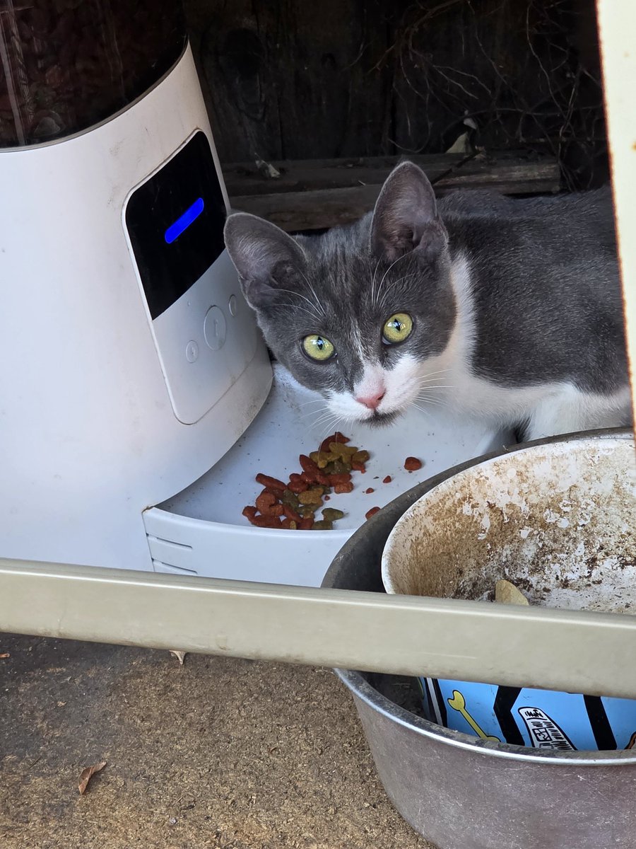 BlingLady548's tweet photo. @Cartel_Cal I had 1 show up at my house too, but in a lot better condition, just hungry. Take care little one, life gets better when a hooman takes care of you 💛 https://t.co/3q5DEcGFxm