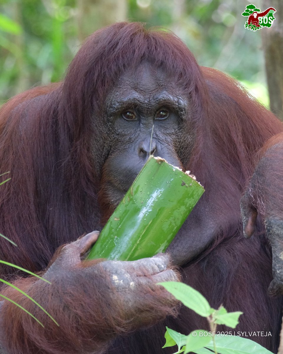 bornean_OU's tweet image. #POTW 📸 Captured by Sylvateja
Just a few simple things: bamboo and a shy smile. That’s Lesley 💚🍃🦧

#SaveOrangutans