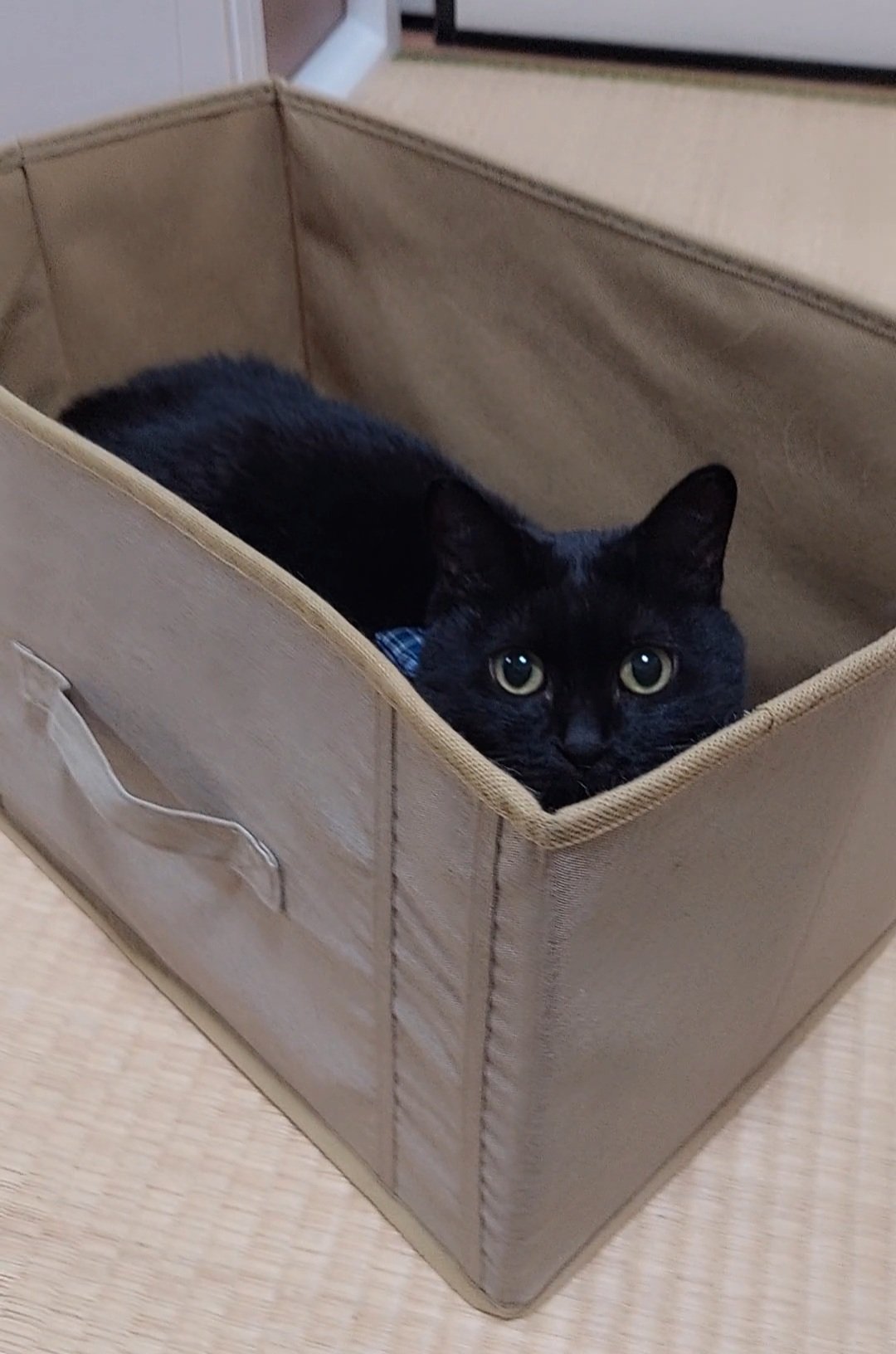 かえってきたねこぱーかー(黒)&くつベラ かえってきたねこぱーかー(くろ) | だいふくやさん