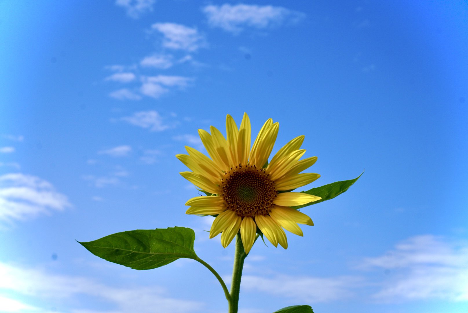ひまわりの花かご ♡ 敬老の日 花のかたちの入浴剤 ひまわりボックスアレンジ カラー