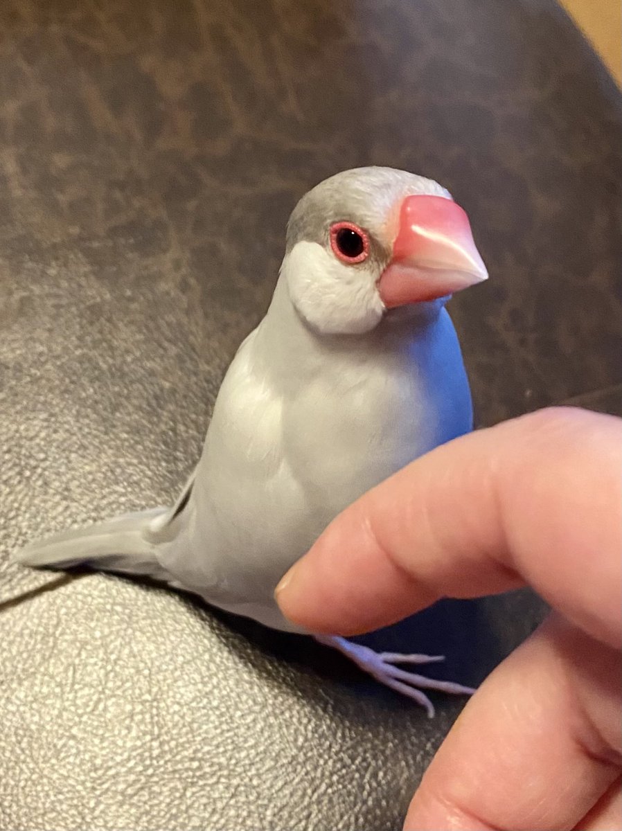 くちばしつやつやおじさん(薄毛気味)