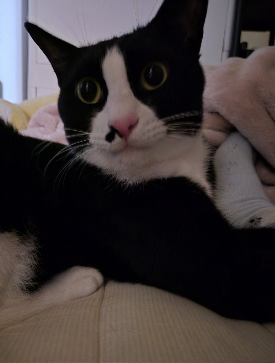 꾹꾹이 하고 맑눈빨코된 고영