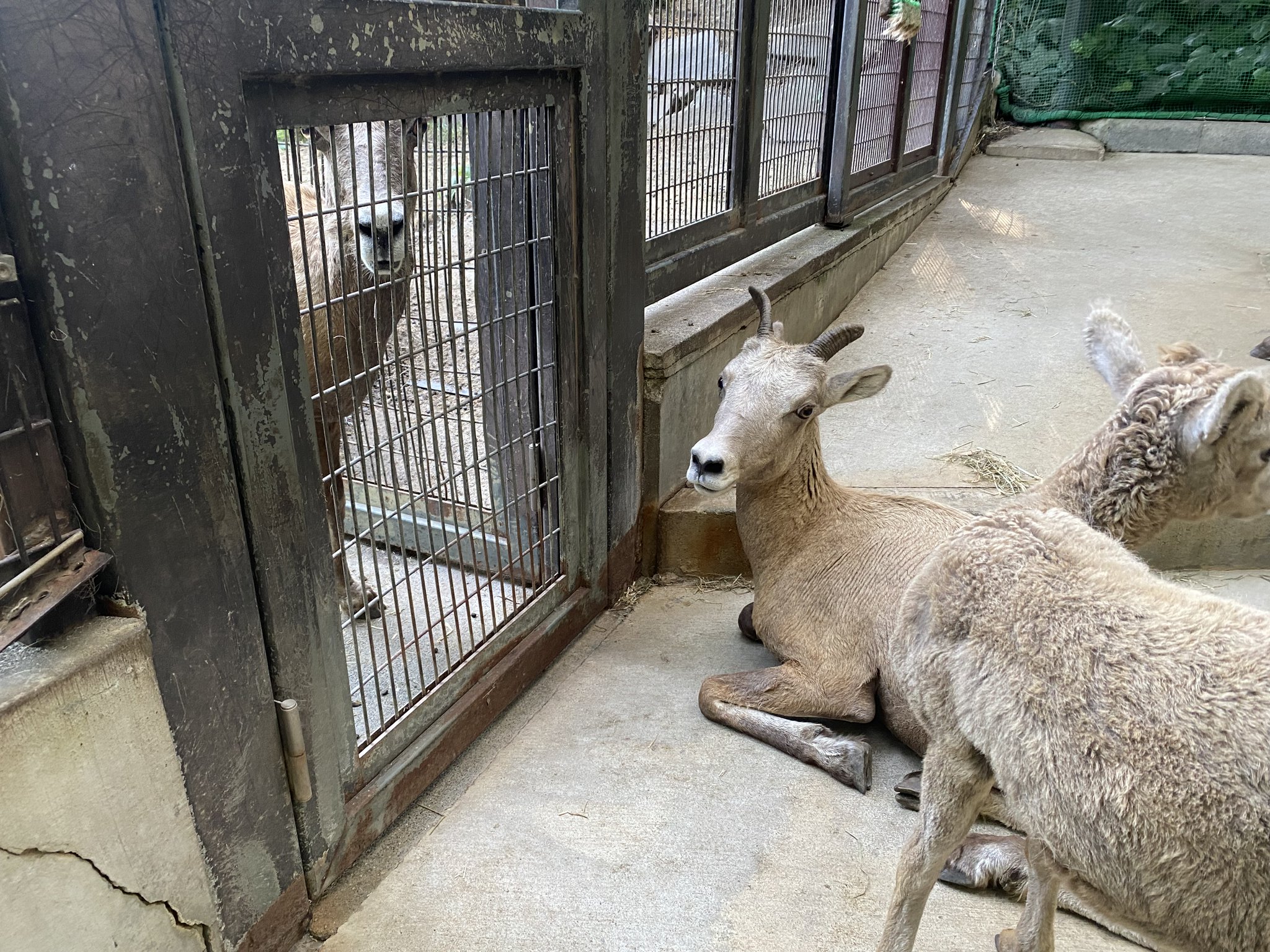 動物園学 動物園学 | 村田 浩一, 楠田 哲士 |本 | 通販 | Amazon