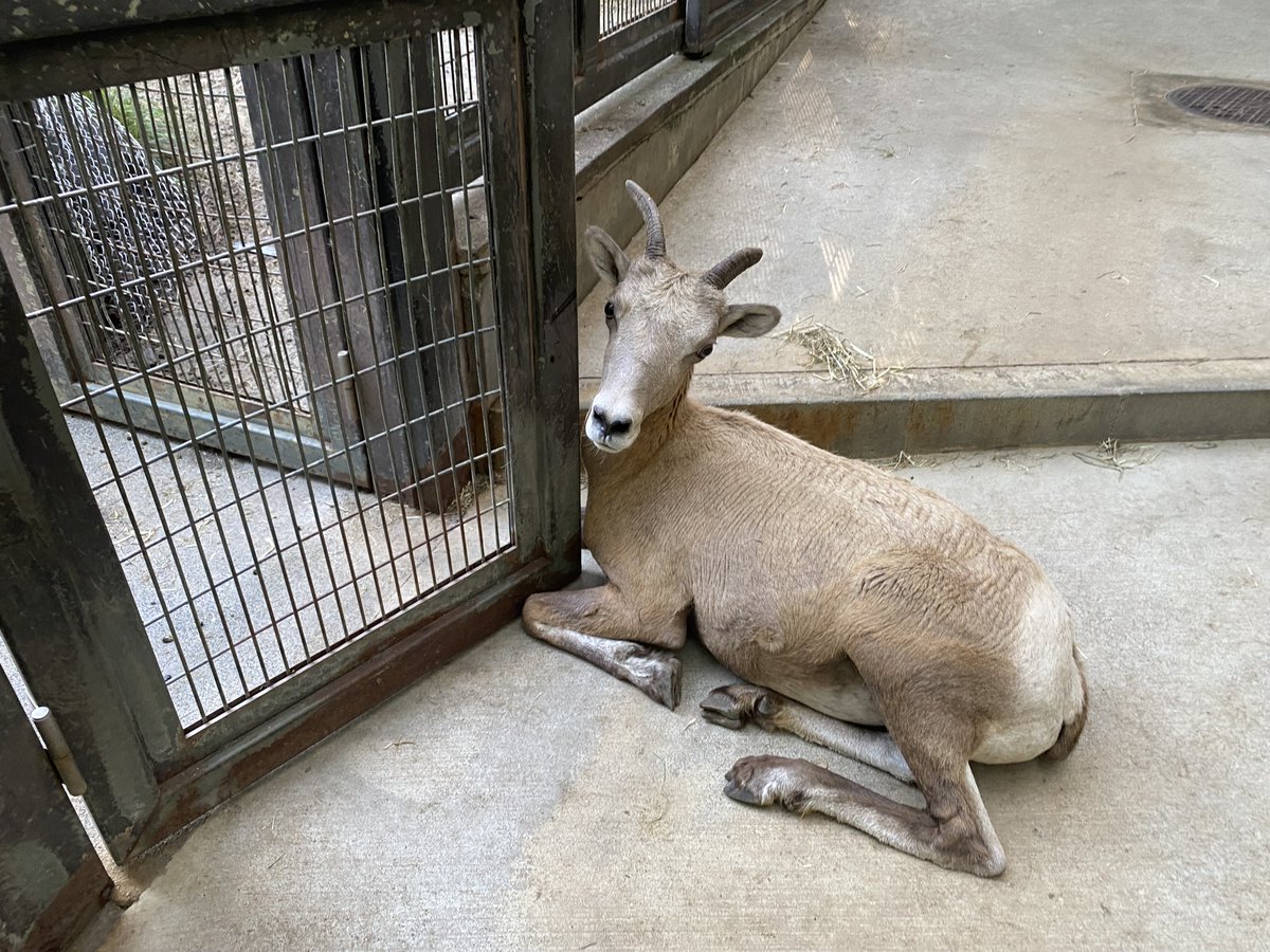 横浜市立金沢動物園【公式】 on X: 