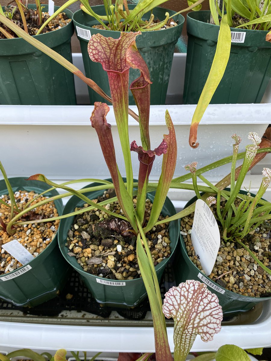 サラセニアの腰水をプランター受け皿からプランターに変えたみたところ、みるみる元気に育つようになりました。
やっぱりサラセニアは腰水が重要ですね。