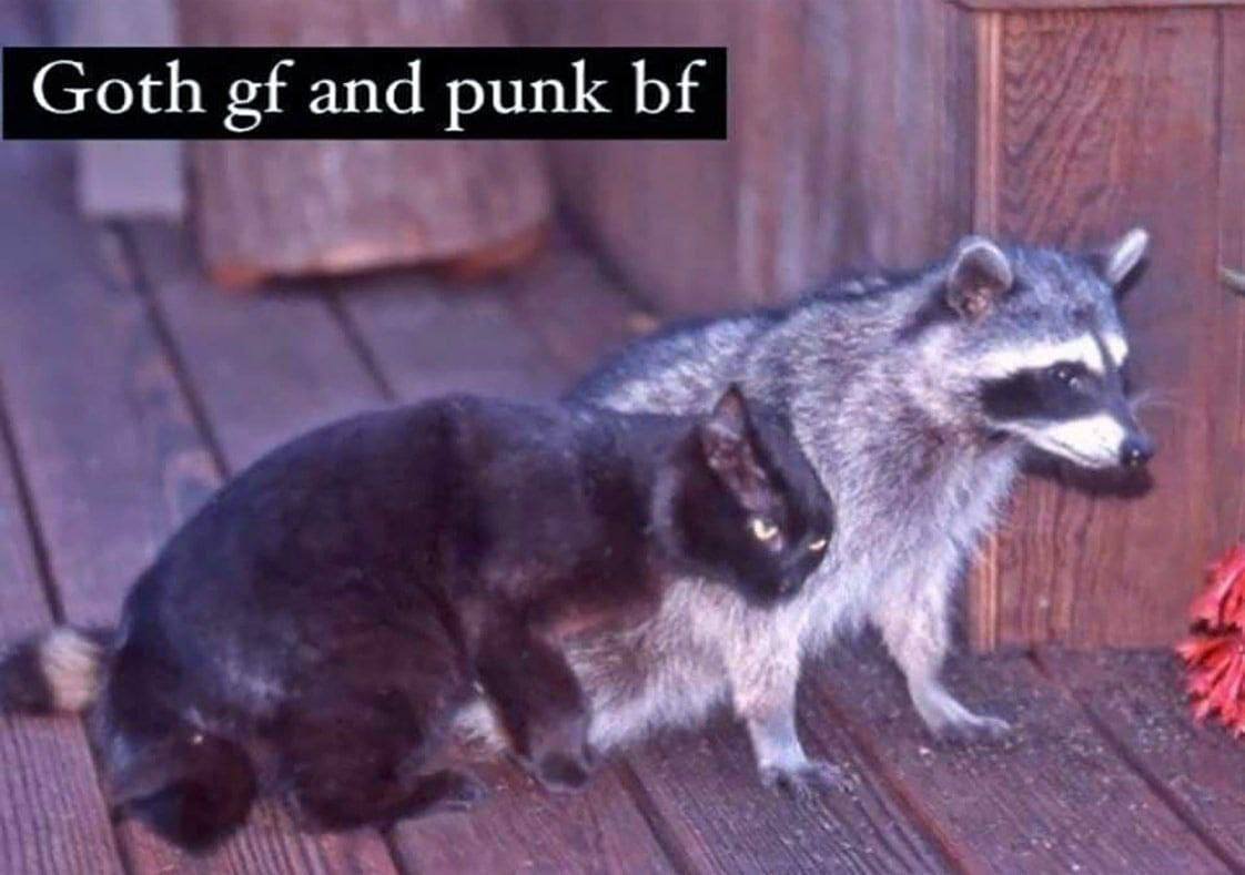 Why you should have a Raccoon (@shouldhaveracc) on Twitter photo 