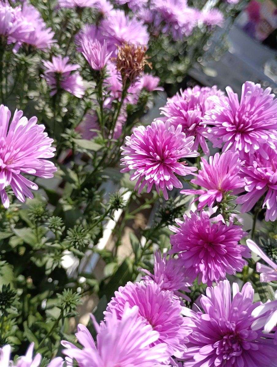 ogachine9999's tweet photo. 8月29日（金）こんにちは😀
今日はデトックスを決めました。植物はいいですね💮暑いので体調の様子を見つつ、行きましょう🚶今日もよろしくお願いいたします✨ https://t.co/KAYyu7lNdC