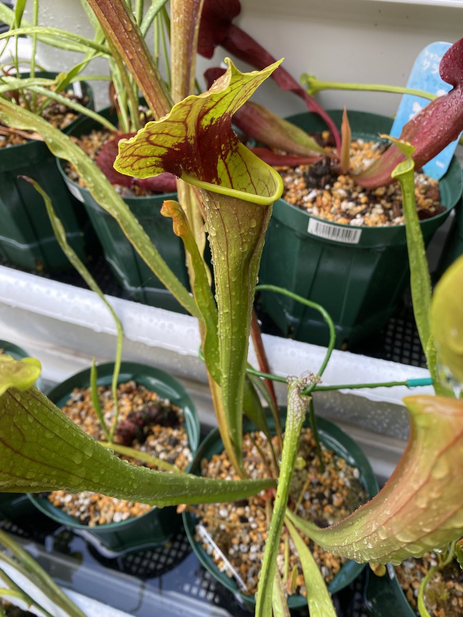 ホームセンター産のサラセニア。
フラバっぽいけど蓋が波打っていて交配種のように見えます。
君は一体なんて名前？