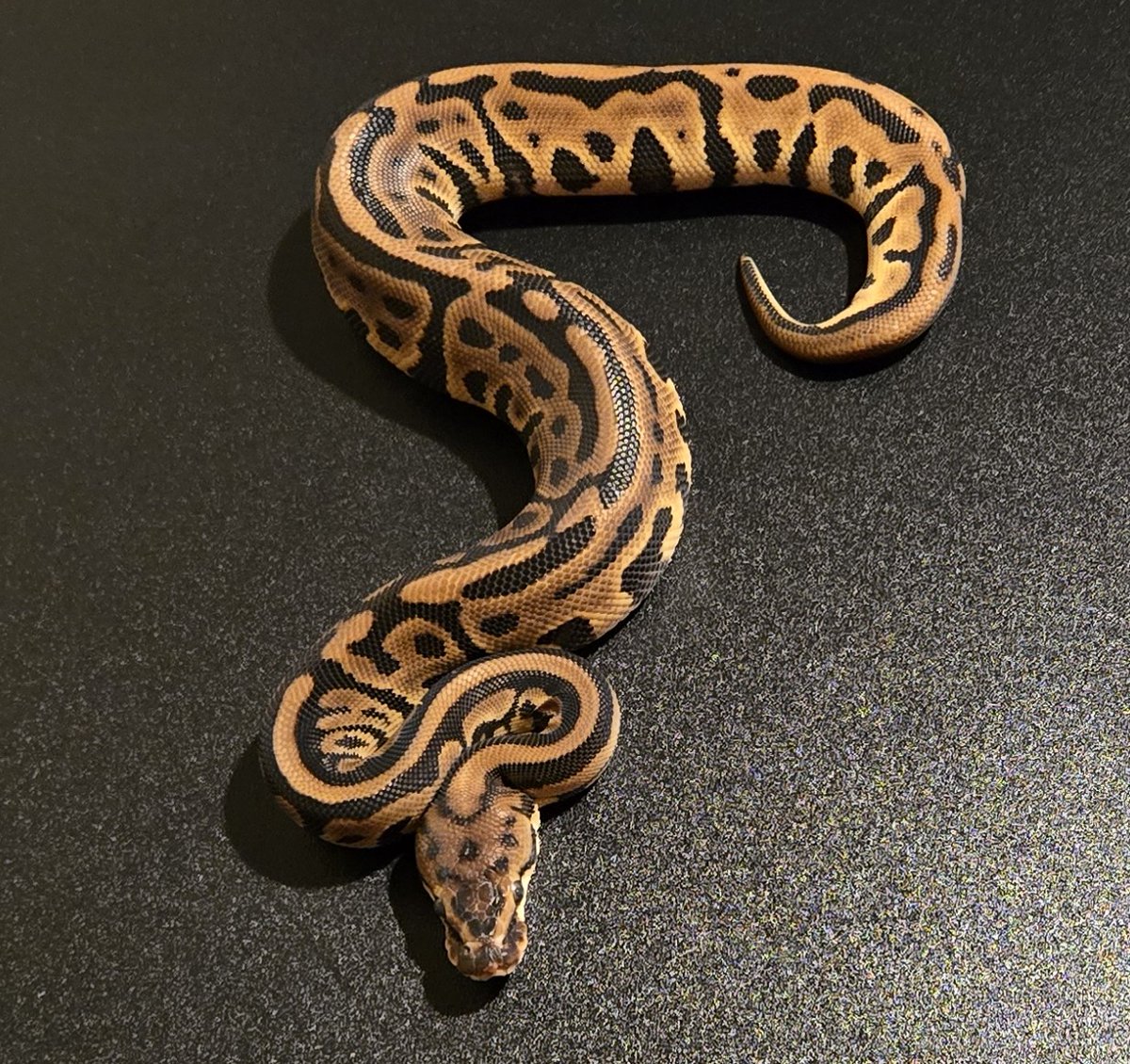 champpythons's tweet image. Leopard Spotnose 🐆
#leopardballpython #spotnoseballpython #ballpythonmorphs #ballpythoncollection #ballpythonbreeding