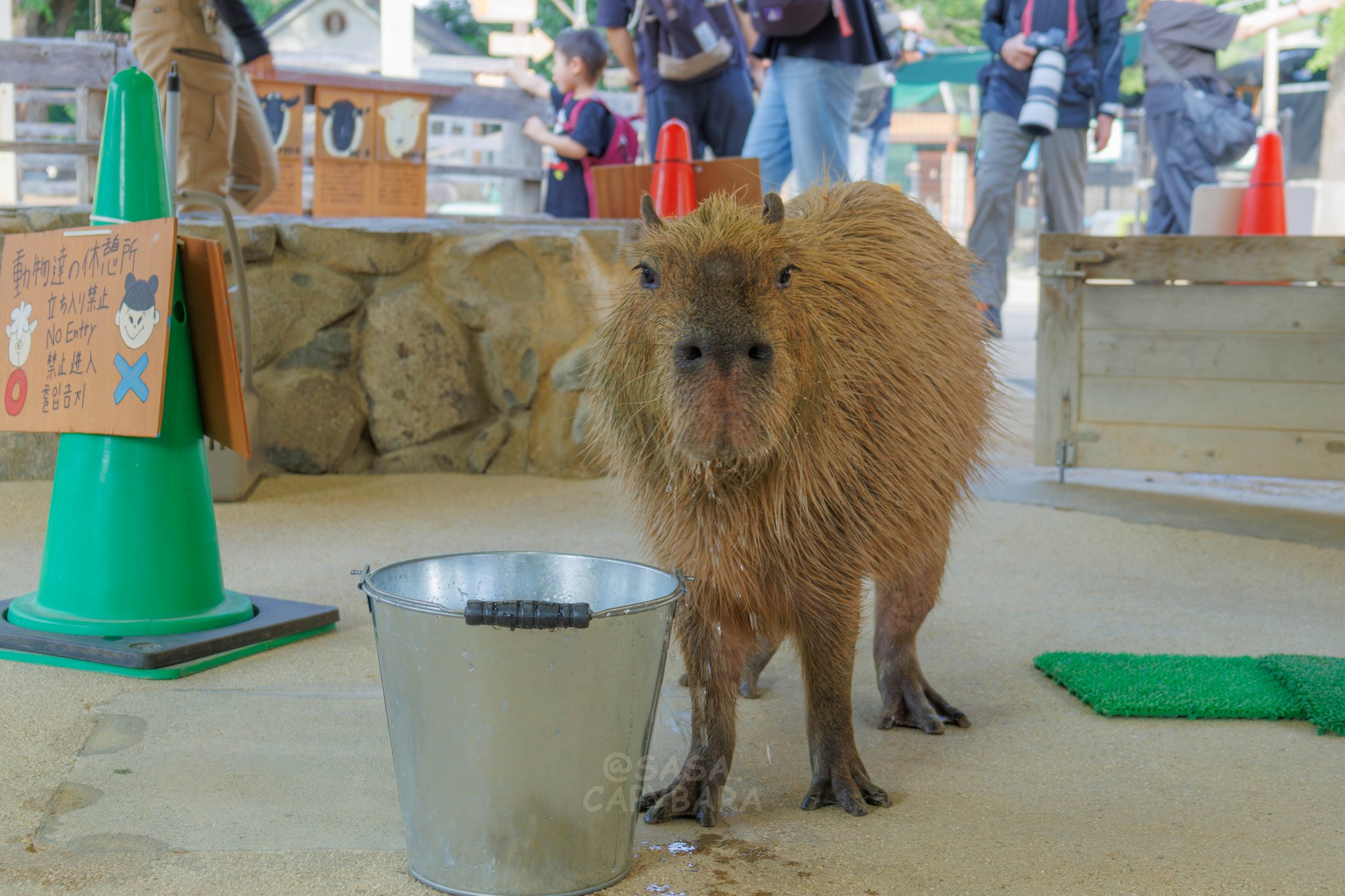 けろけろ (@capyanimal) / X