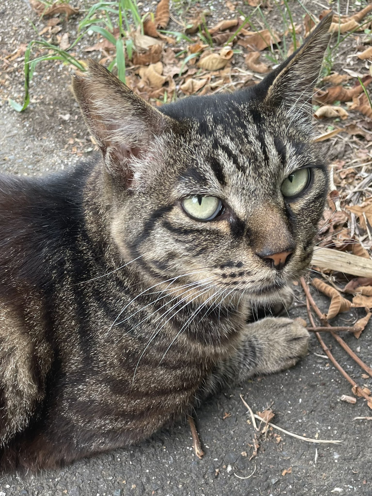 めぐめぐ•*¨*•.¸♬︎★のびねこ★こーば(*ΦωΦ) 福島大学ねこサークル(ふくねこ) on X: 